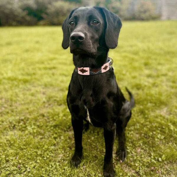 Hundehalsbånd - Bilde 4